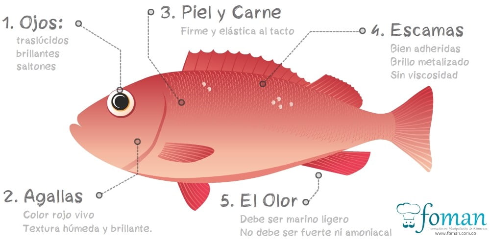pescado en buen estado pescado en buen estado