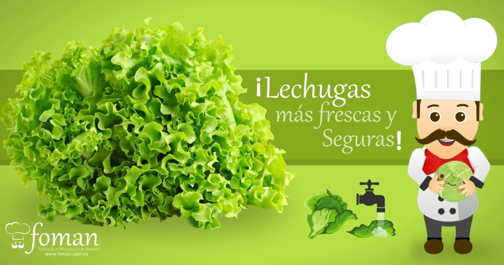Lechugas más frescas y Seguras