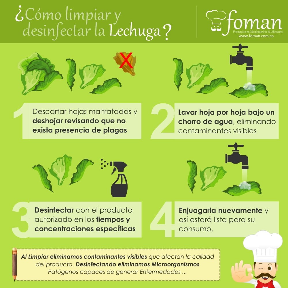 limpieza y desinfección de la lechuga limpieza y desinfección de la lechuga
