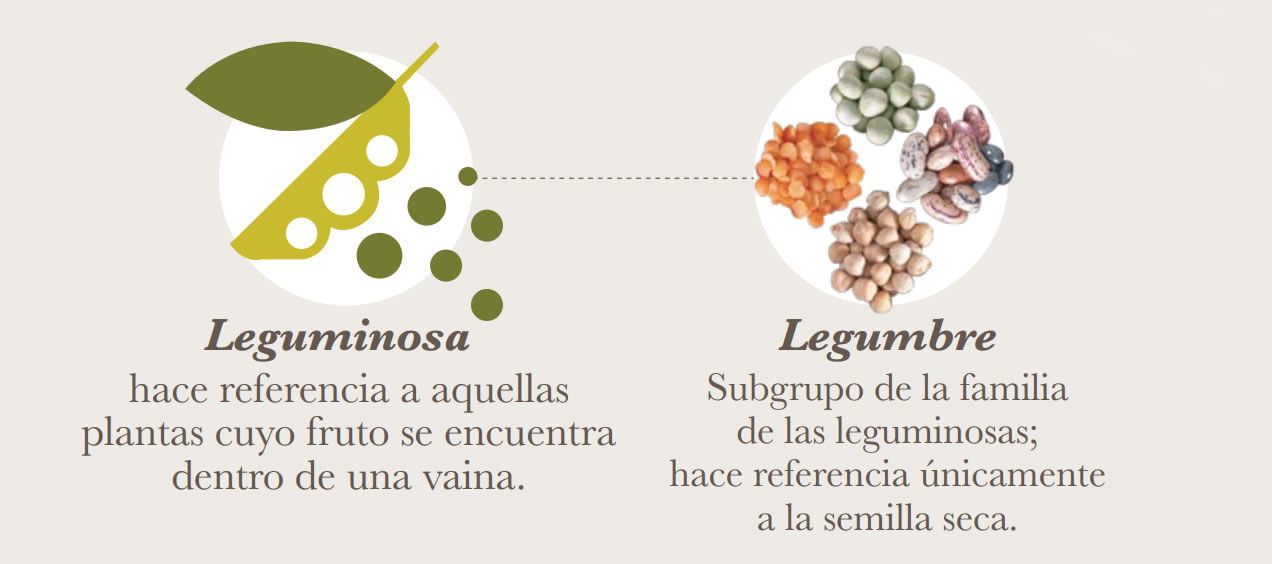legumbres y leguminosas